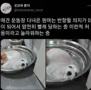 얌전히 빨래질 당하는 강아지.jpg
