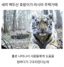새끼 백두산호랑이가 러시아주택가에.jpg