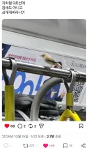 서울 지하철 근황.bird