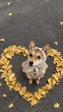 카오룽카오룽🍂🍁 강아지 프롬프트!