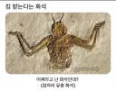 뭔가 킹 받게 생긴 화석.jpg