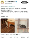 지진 속보가 울린 순간, 필사적으로 고양이들을 캐리어에 쑤셔 넣은 일본인