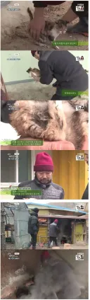 고양이를 주은 자연인.jpg