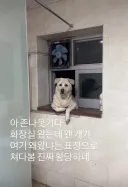 화장실 왔는데 왠 개가 여기 왜왔냐는 표정으로 쳐다봄