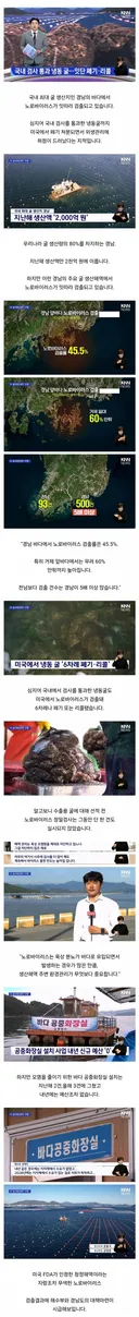 현재 노로바이러스 때문에 비상 걸렸다는 경남 굴 근황
