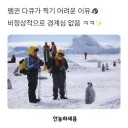 펭귄 다큐 찍기가 빡쎈 이유.jpg
