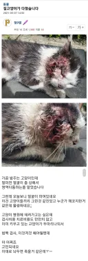 혐] 혐짤 수준으로 다친 길고양이의 최후