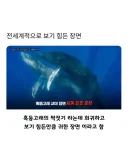 엄청 보기 드물다는 고래 짝짓기 모습