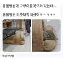 동물병원에 고양이 찾으러 갔는데