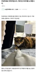 못생긴 반려 동물 대회에 참가한 나폴리 맛피아