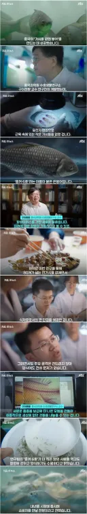 중국에서 개발한 잔가시 없는 붕어