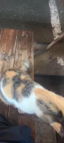 고양이 전문가들 도움!