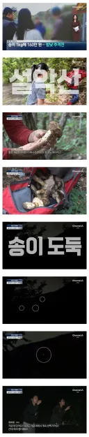 송이버섯 1kg에 160만원...밤낮 추격전