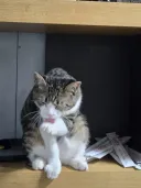 우리집 고양이 사진 10장!