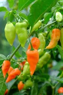 달고 풍미가 깊어서 인기라는 고추.pepper