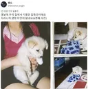 日_x 엄청난 미모로 성장한 믹스견twt