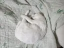 블루아카) 키쿄가 딱 우리집 고양이 성격이라니까
