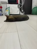 백수 민달팽이