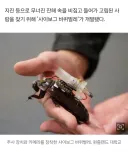혐) 기초적인 임플란트 바퀴벌레다.jpg