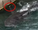 “부캉이, 2주밖에 못 살 수도” 벽에 머리 ‘쾅’ 이상행동…지느러미까지 찢어졌다