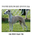 거대 휘핏 증후군에 걸린 댕댕이...