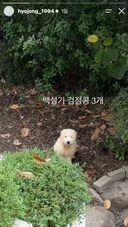 던 강아지 햇님이 동생 햇반이