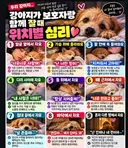 강아지 자는 위치별 심리