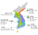 한반도 소나무 지역별 분포와 형태