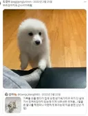 주인이 반가우면 짓는 강아지 표정