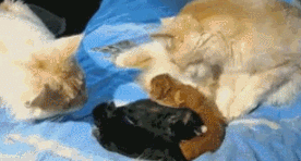 여보, 진짜 우리 애 맞아...? .gif
