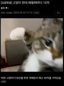 고양이 한대 때릴때마다 10억