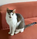 고양이 2마리 입양 후 버린 입양인 피고발…한 마리는 사고사