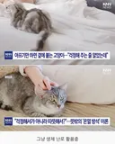 아플때마다 곁에 오는 고양이들