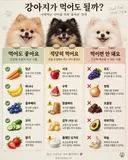 강아지가 먹어도 되는것 OR NOT