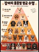 강아지 평균 수명