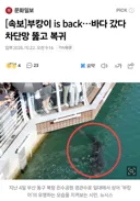 [속보] 부캉이 is back…바다 갔다 차단망 뚫고 복귀