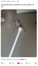 니들 똥꼬에서 레이져 나가는 개 본 적 없지?