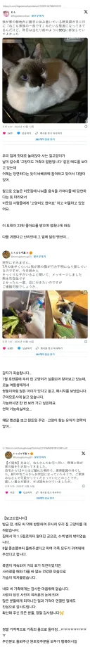 일본 트위터에서 좋아요 대박난 뻔뻔한 길고양이