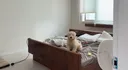 마치 참쌀선과 쌀로별같이 생긴 던네 아는 강아지 햇반이.jpg