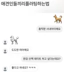 흔한 애견인들 문화