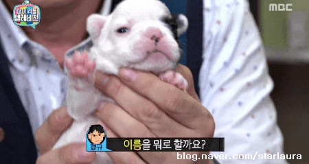 이경규 서장훈 같은 사람들 동물한테 미치는 이유가 궁금한 달글ㅋㅋ