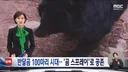지리산 곰 100마리 육박하자 내놓은 특단의 조치