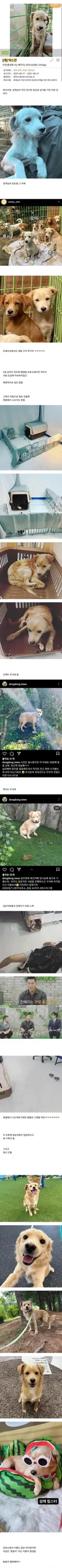 소심한 댕댕이 입양 후기