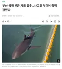 부캉이 머무는 부산 앞바다에 기름 유출되었다네요...