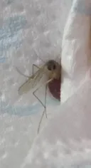 약혐)모기야 즐거웠니? 그러니까...내 피 빠는 거