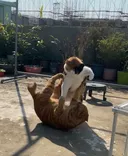 현피 뜨는 고양이들.twt