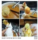 새끼 오리 키울 때 주의할 점