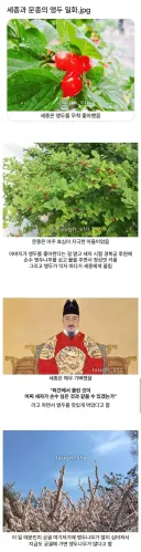 경복궁에 앵두나무가 많은 이유