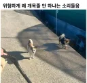 반려견 왜 개목줄 안하고 다니냐고 쿠사리 먹는 견주