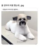 카더가든 닮은 강아지